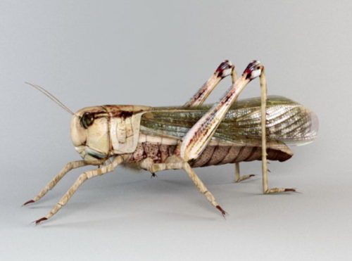 Animal Garden Locust