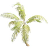 Garden Tropical Palm Tree