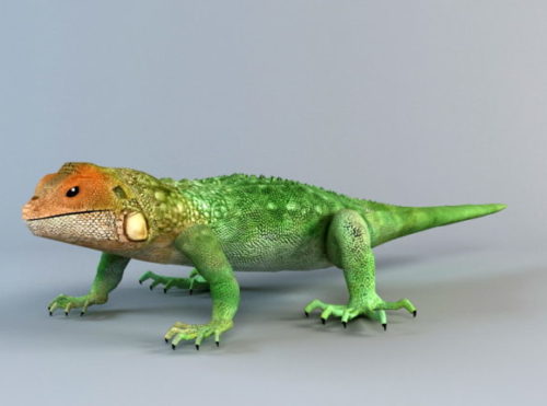 Animal Gecko Lizard