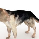 Shepard Dog German Type Animals