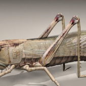 Giant Grasshopper | Animals