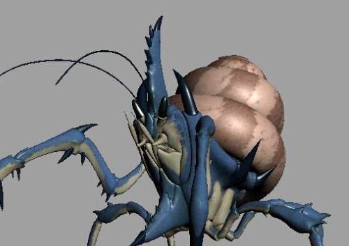 Giant Hermit Crab | Animals