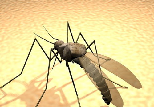 Giant Mosquito Animal