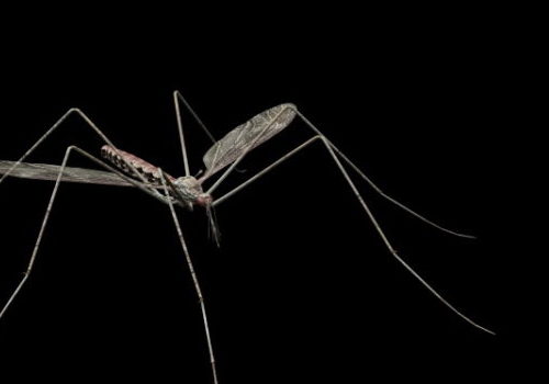 Amazon Giant Mosquito