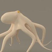 White Giant Octopus | Animals