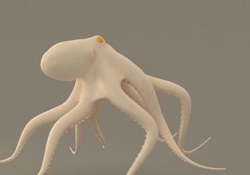 White Giant Octopus | Animals
