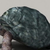 Giant Tortoise | Animals