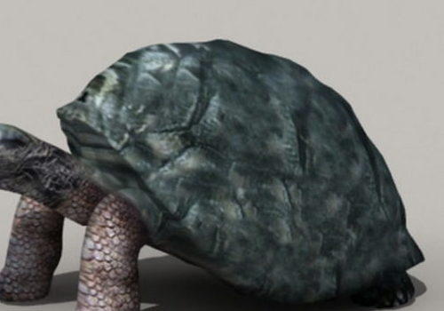 Giant Tortoise | Animals