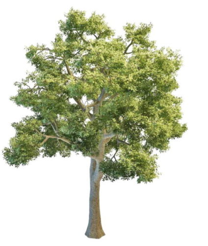 Nature Giant Ash Tree