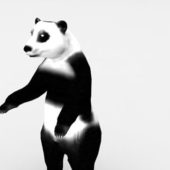 Panda Standing Animal Animals