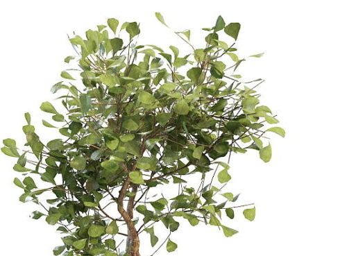 Maidenhair Ginkgo Biloba Tree