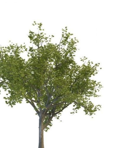 Nature Ginkgo Tree