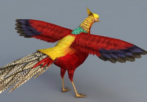 Golden Pheasant Bird Animal