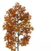 European Golden Autumn Tree