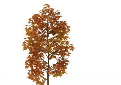 European Golden Autumn Tree