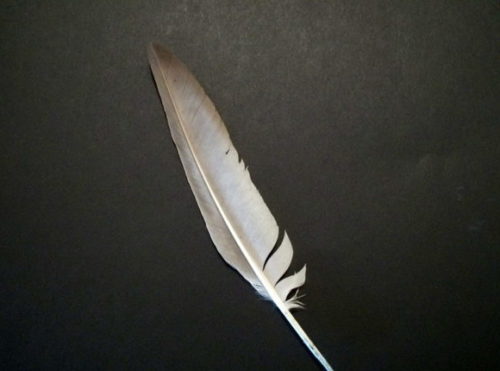 Goose Feather Animal
