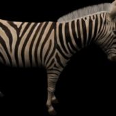 Grants Zebra Animal