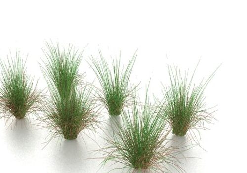 Green Grass Weeds Plant
