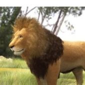 Africa Grassland Lion Animals