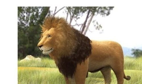 Africa Grassland Lion Animals