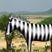 Africa Grassland Zebra Animals