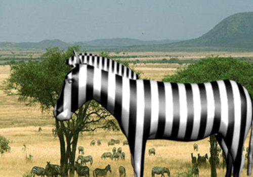 Africa Grassland Zebra Animals