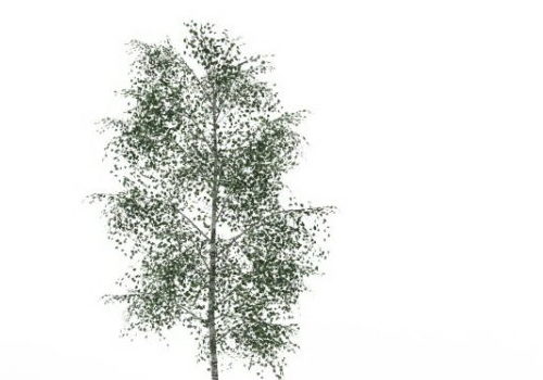 Gray Birch Green Tree