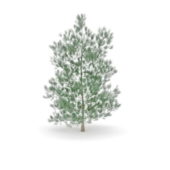 Nature Gray Pine Tree