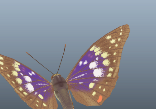 Great Purple Emperor Butterfly Animal