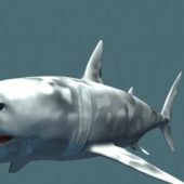 Great White Sea Shark