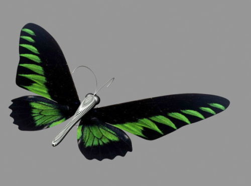 Animal Green Butterfly