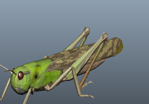 Green Locust Nature Animal