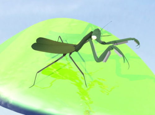 Animal Green Mantis