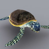 Sea Animal Turtle Animated Rigged