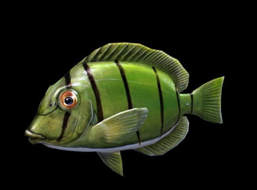 Animal Watertang Fish