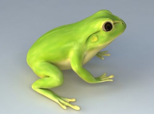 Nature Green Tree Frog