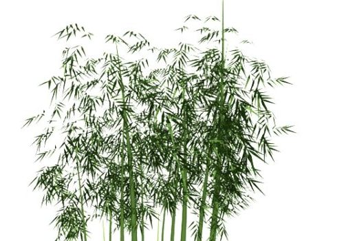 Green Bamboo Forest Plant