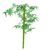 Nature Green Bamboo Stem With Leaves