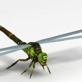 Green Dragonfly Animal Animals