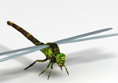 Green Dragonfly Animal Animals