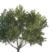 Flourishing Green Tree