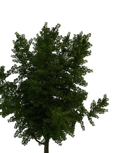 Nature Green Ginkgo Tree