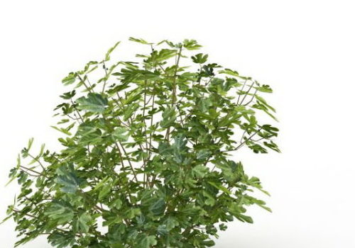 Nature Plant Green Herb Plants