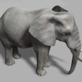 Asia Elephant Animal
