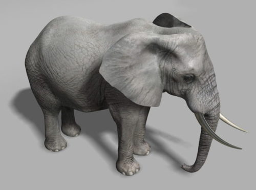 Asia Elephant Animal