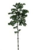 Grey Birch Tree Plant