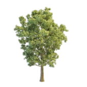 Nature Grey Poplar Tree