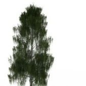 Garden Grey Willow Tree