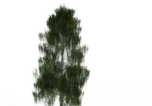 Garden Grey Willow Tree