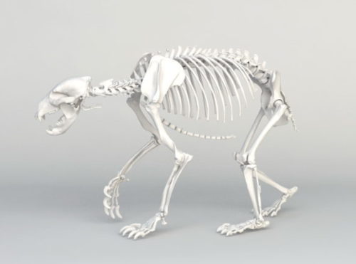 Grizzly Bear Skeleton Anatomy
